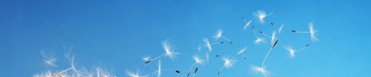 CTA Dandelions