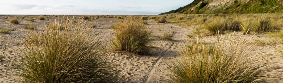 CTA Dunes