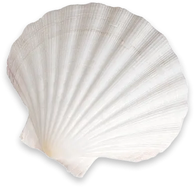 Deco Shell Pale