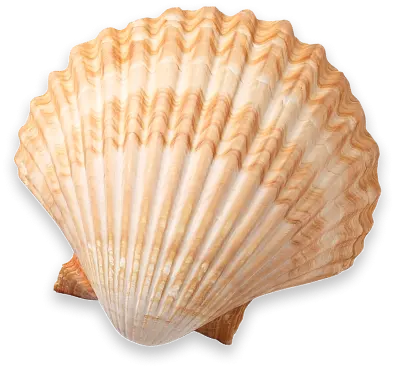 Deco Shell