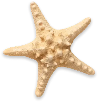 Deco Starfish